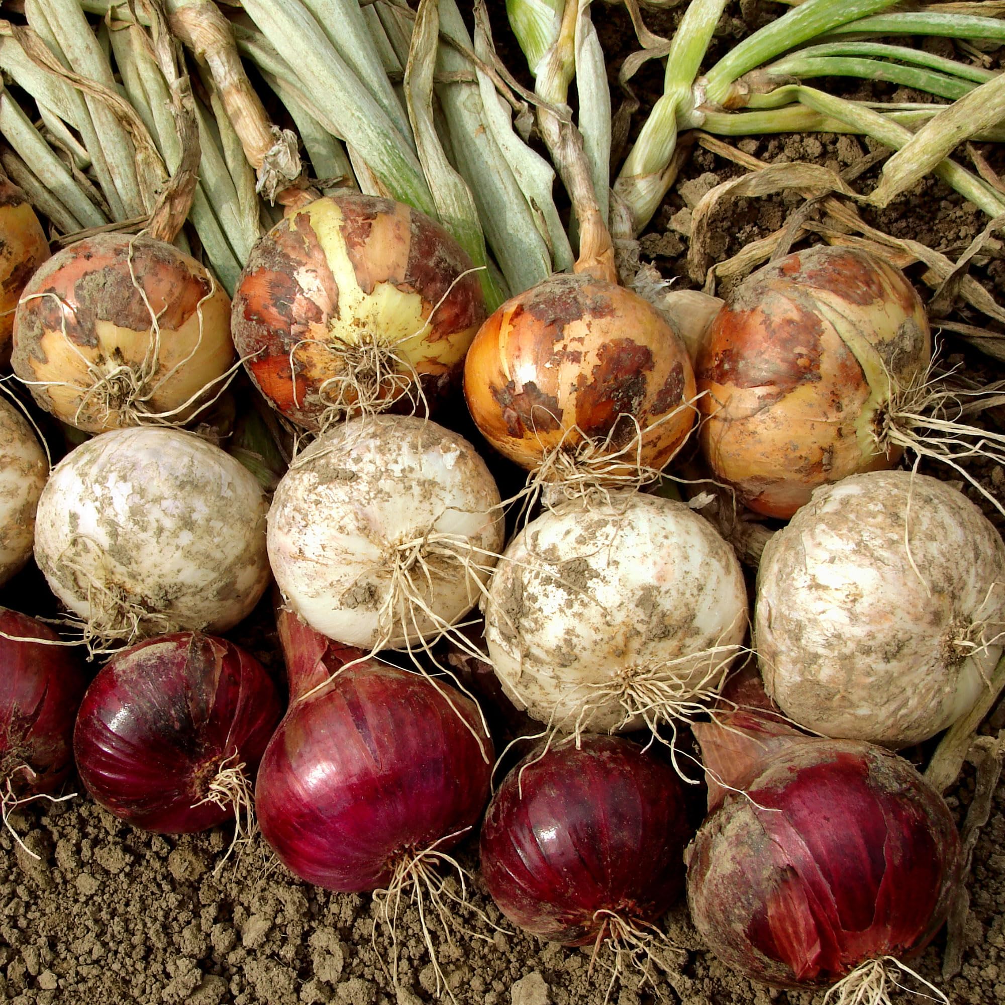 Mixed onion assortment displayed in garden setting