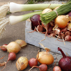 Mixed onion bulbs ready for planting in garden
