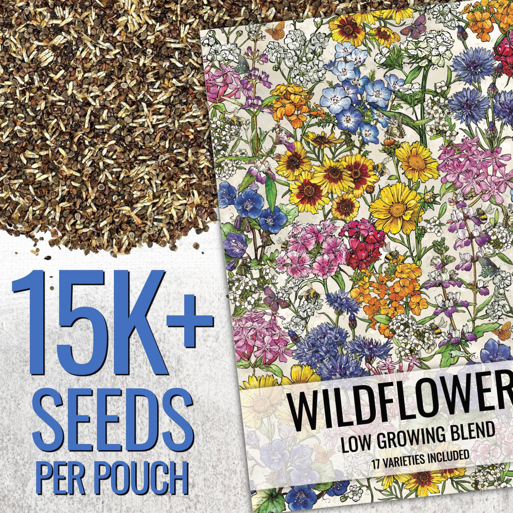 Mixed wildflower seeds including cornflower and California poppy