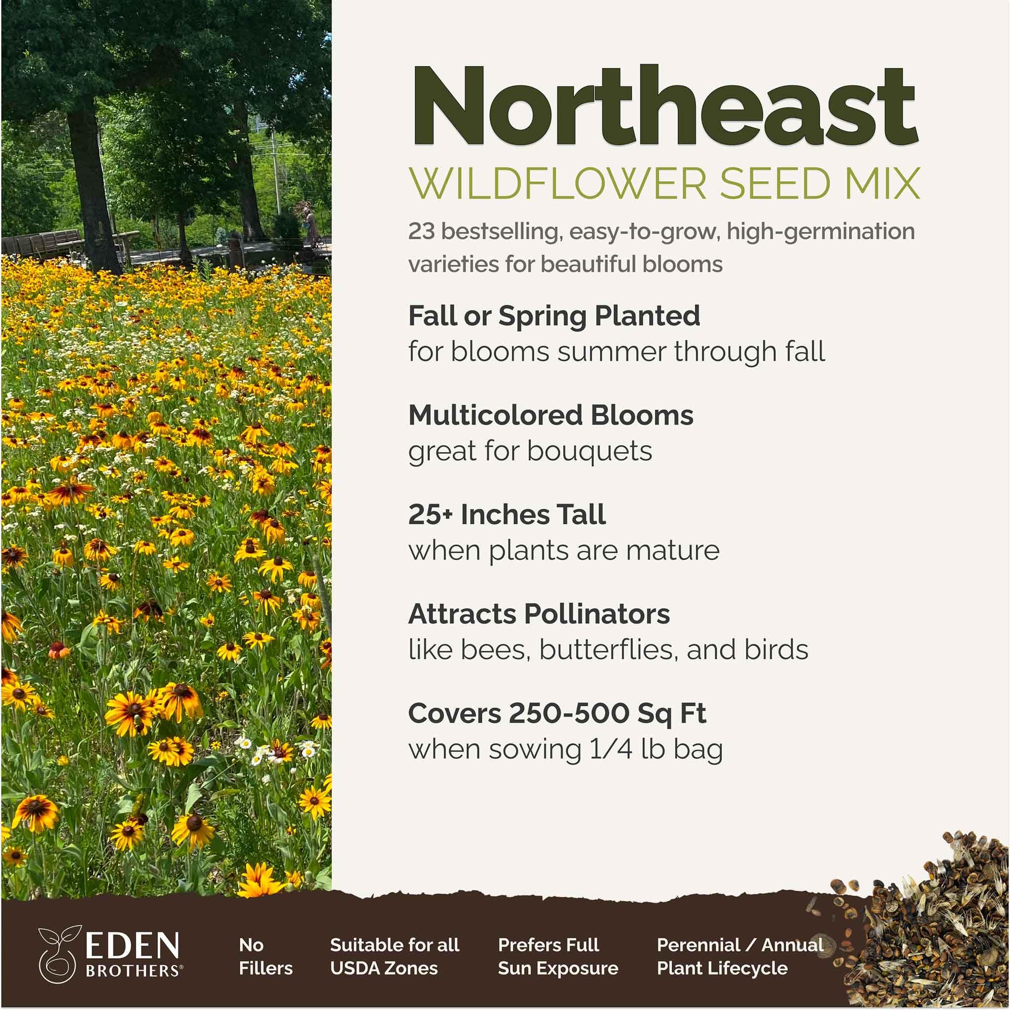 Mixed wildflower seeds including Cornflower and Shasta Daisy