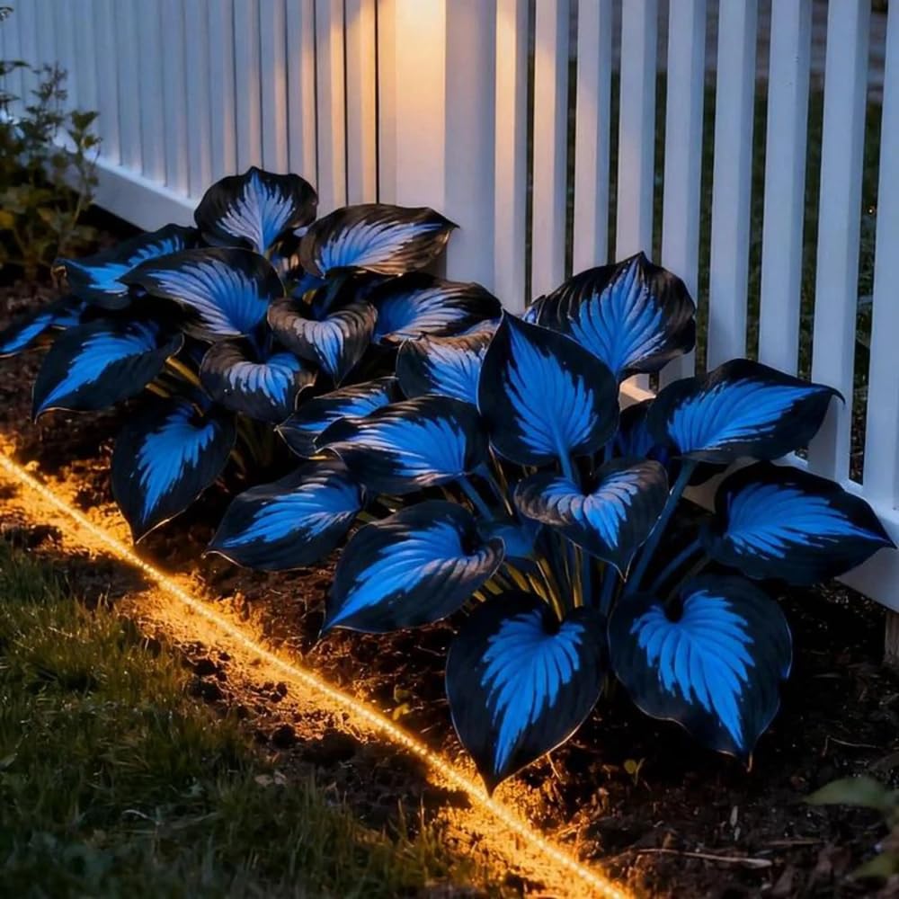 Mixrug Hosta Seeds Mixed for Planting, pack front view