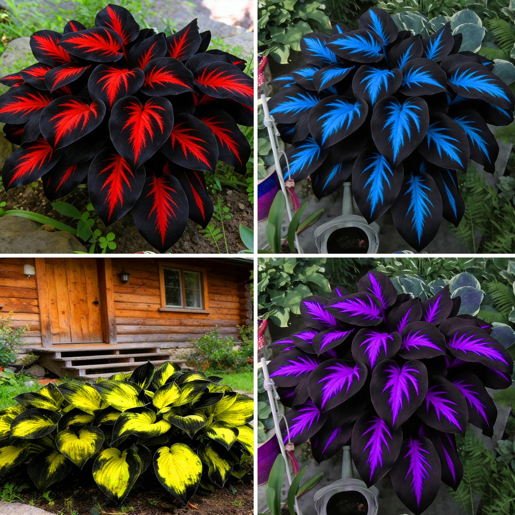 Mixrug Hosta Seeds packet with vibrant flower illustrations