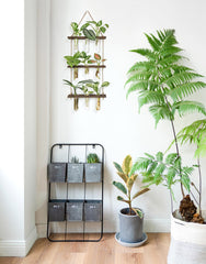 Mkono Plant Propagation Station on a window sill