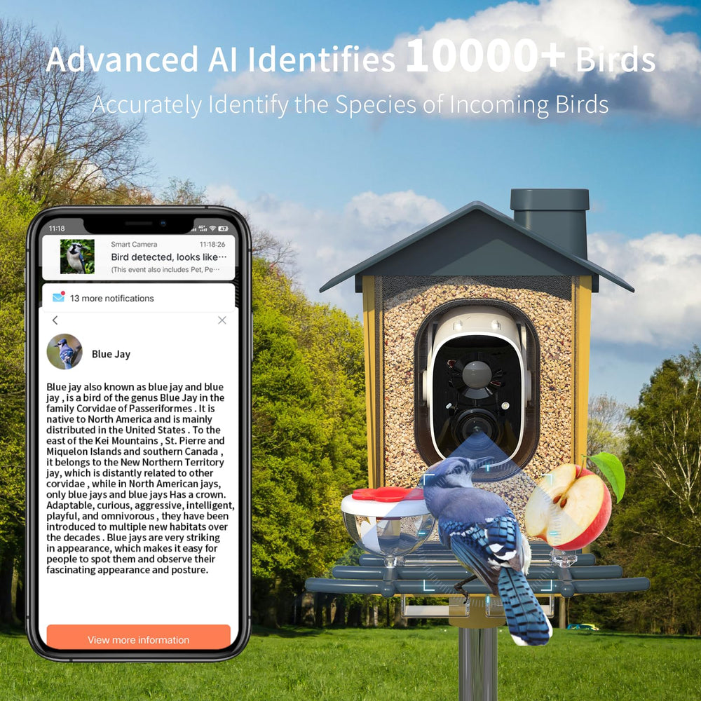 Mobile app interface showing bird identification notifications
