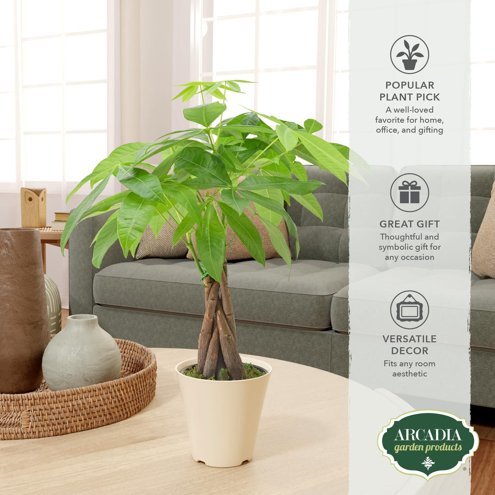 Money Tree plant in a bright room with natural light