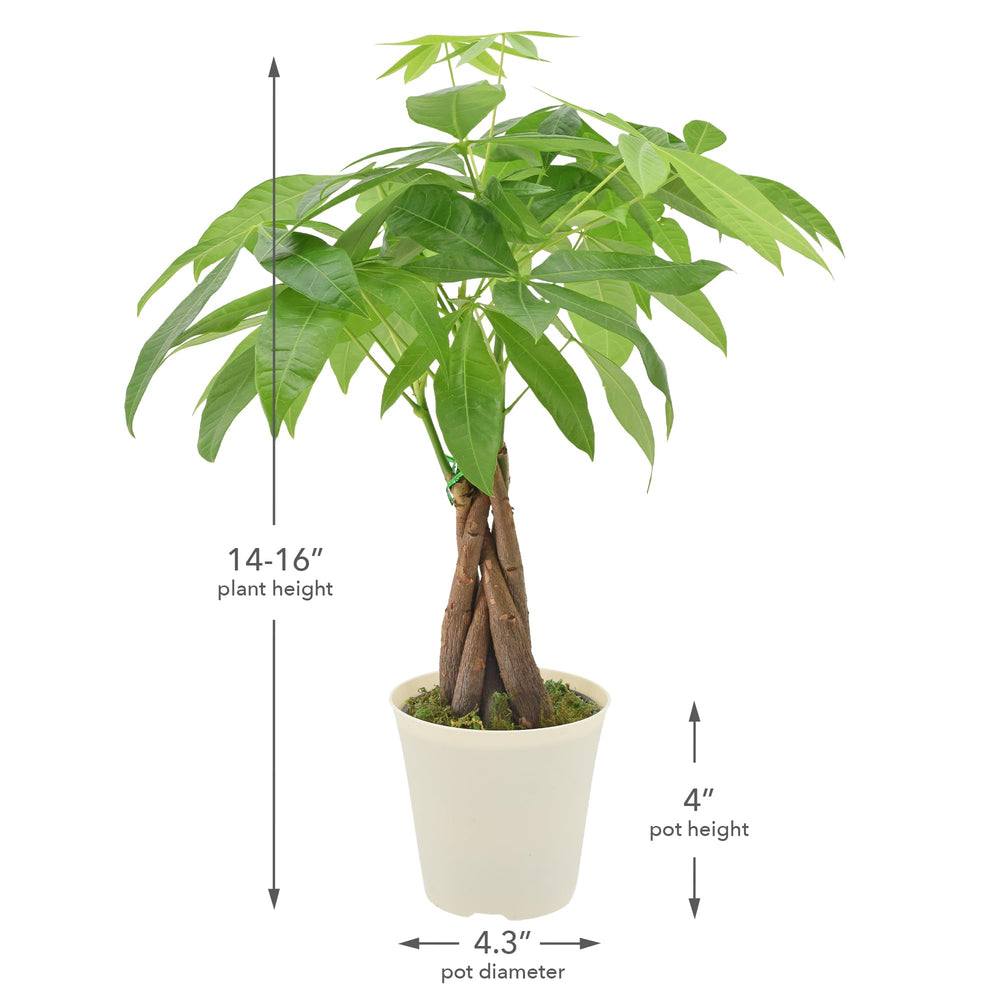 Money Tree plant in a decorative home setting