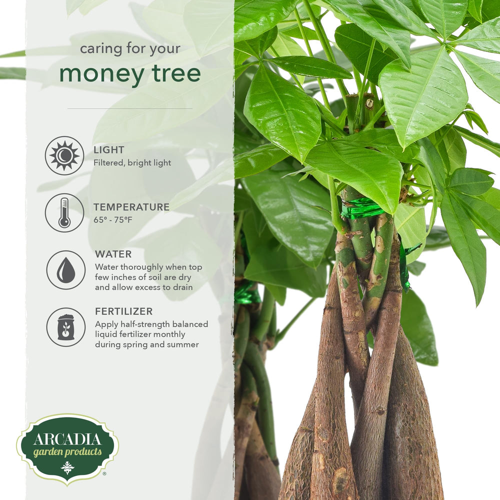 Money Tree plant placed on a table indoors