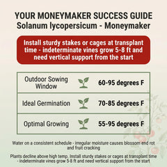 Moneymaker tomato plants growing in garden