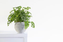 Monstera Adansonii displayed in a bright indoor setting