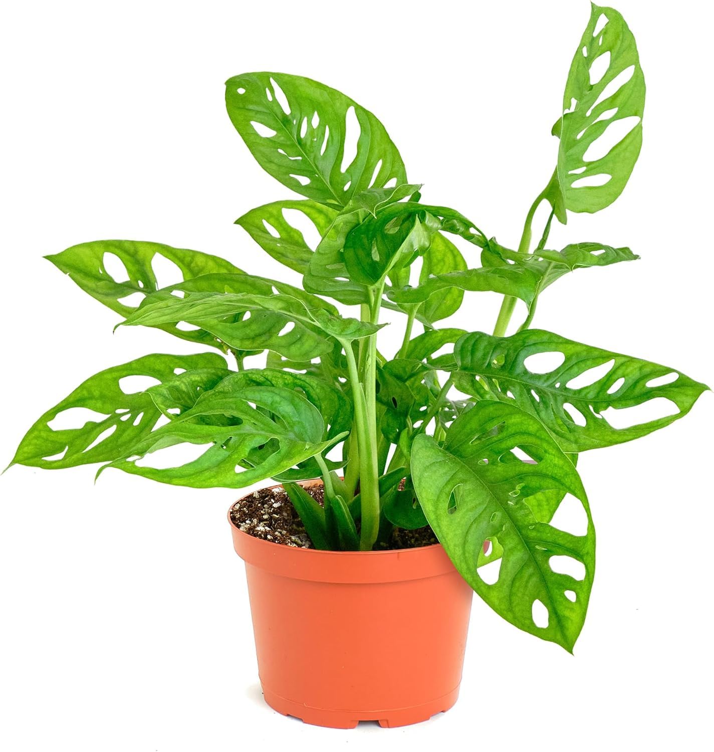 Monstera Adansonii hanging plant in a 6" nursery pot