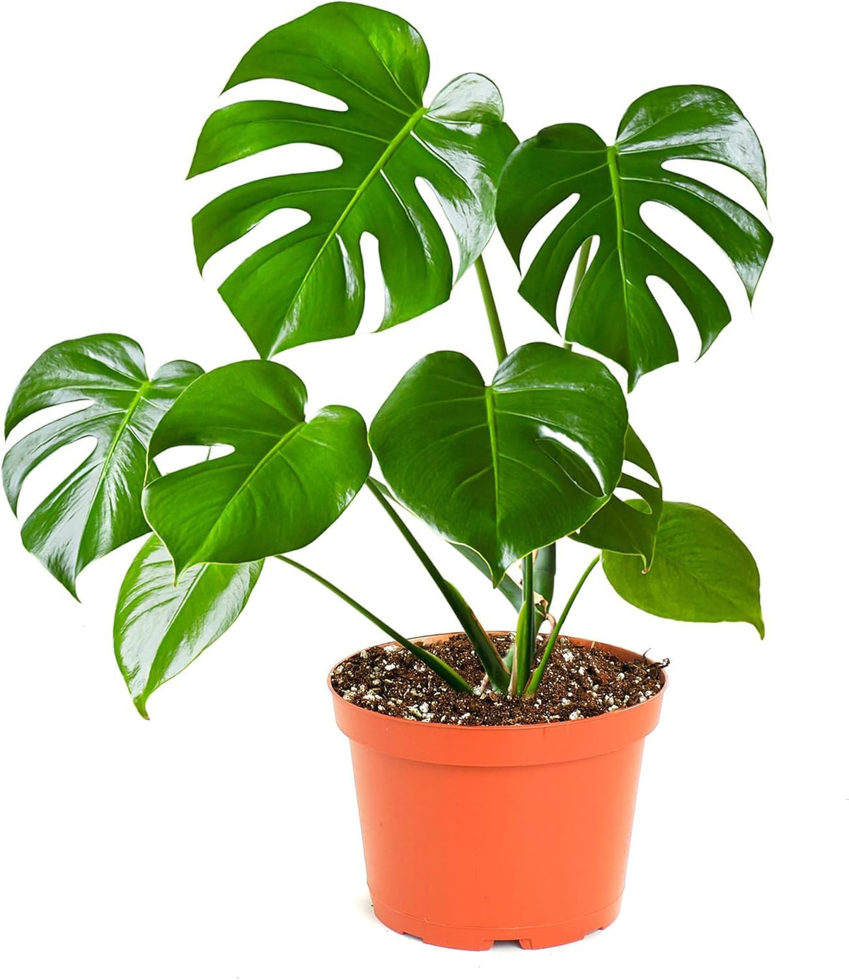 Monstera Deliciosa Swiss Cheese Plant in 6-inch nursery pot