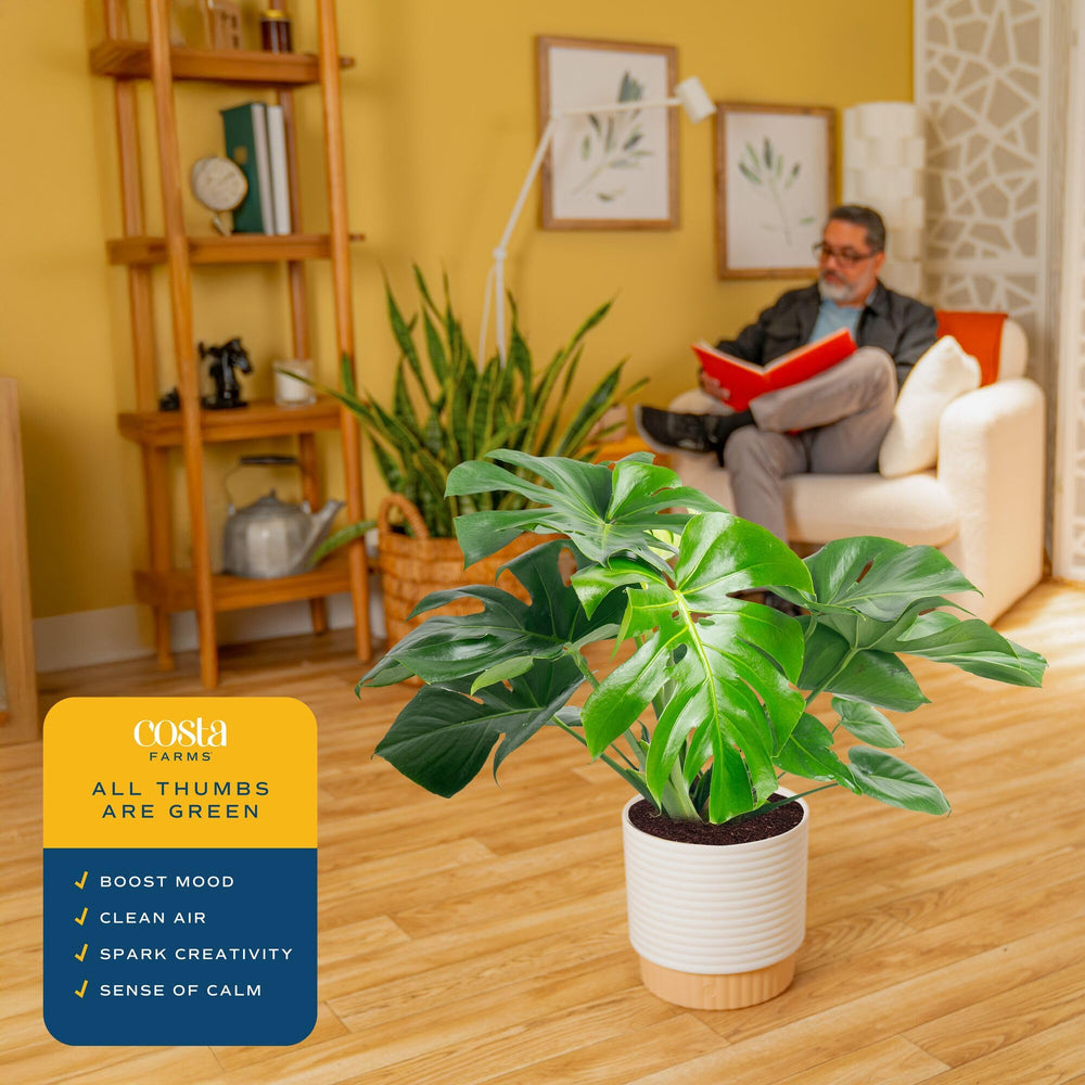 Monstera plant packaging for secure delivery