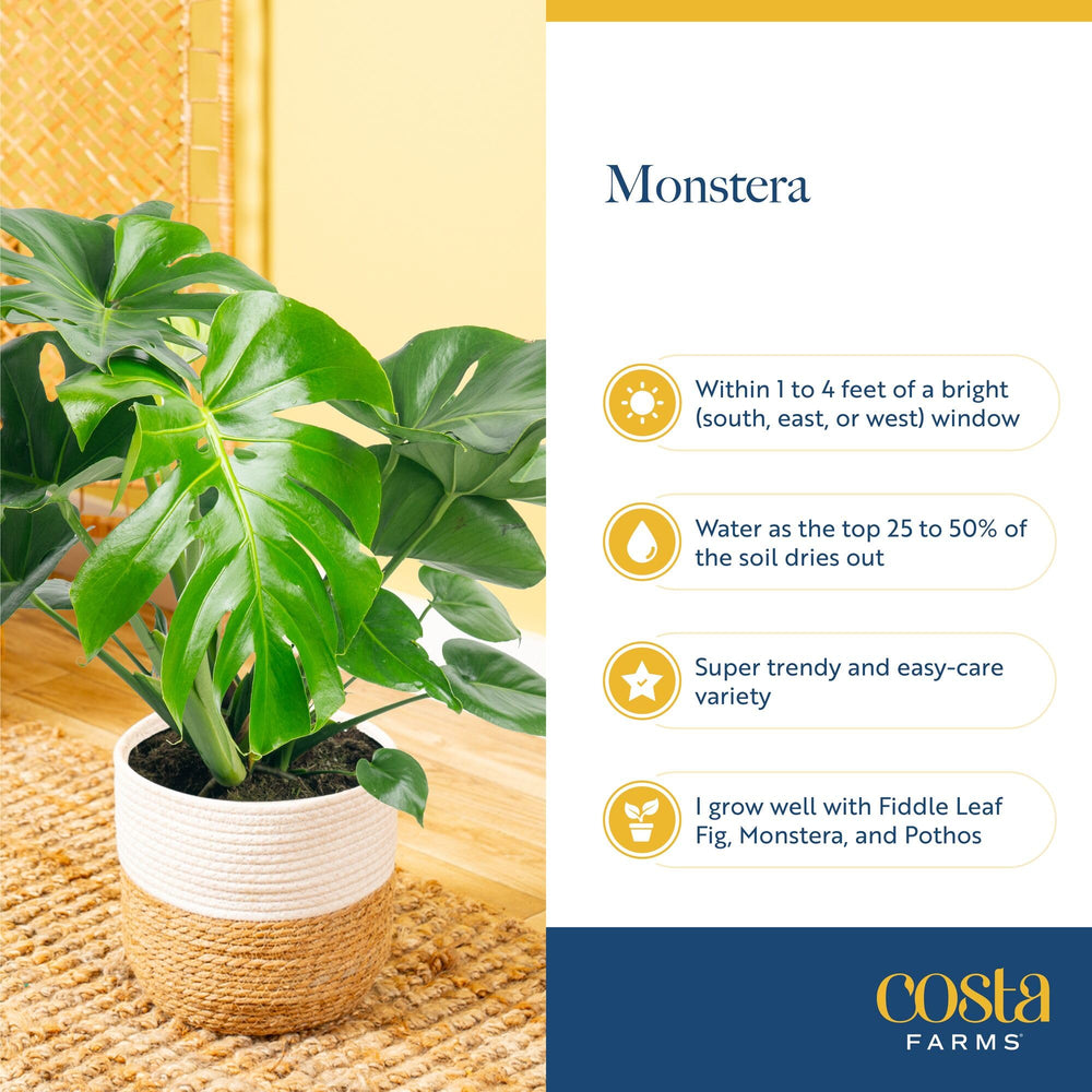 Monstera plant with a detailed view of its leaves