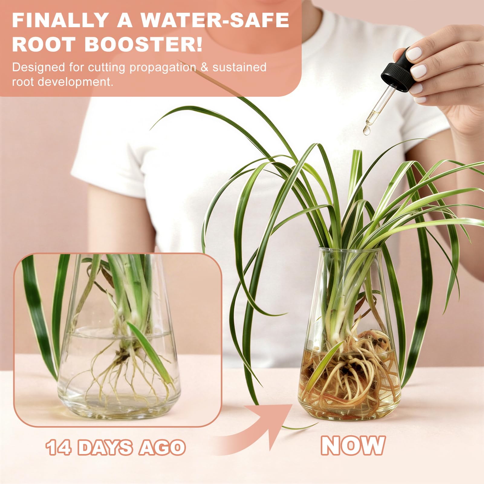 Montorchid Root Drops being used on Pothos cuttings
