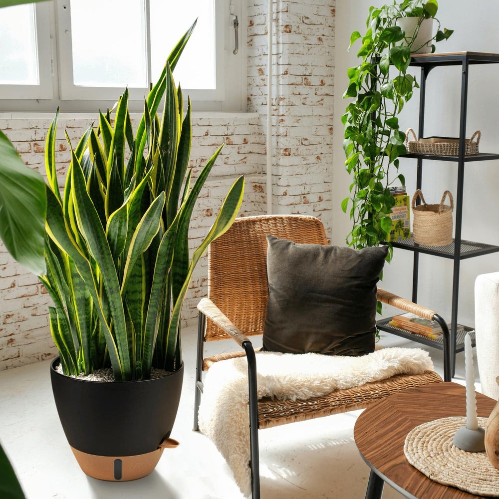 Montresor self-watering pots displayed indoors