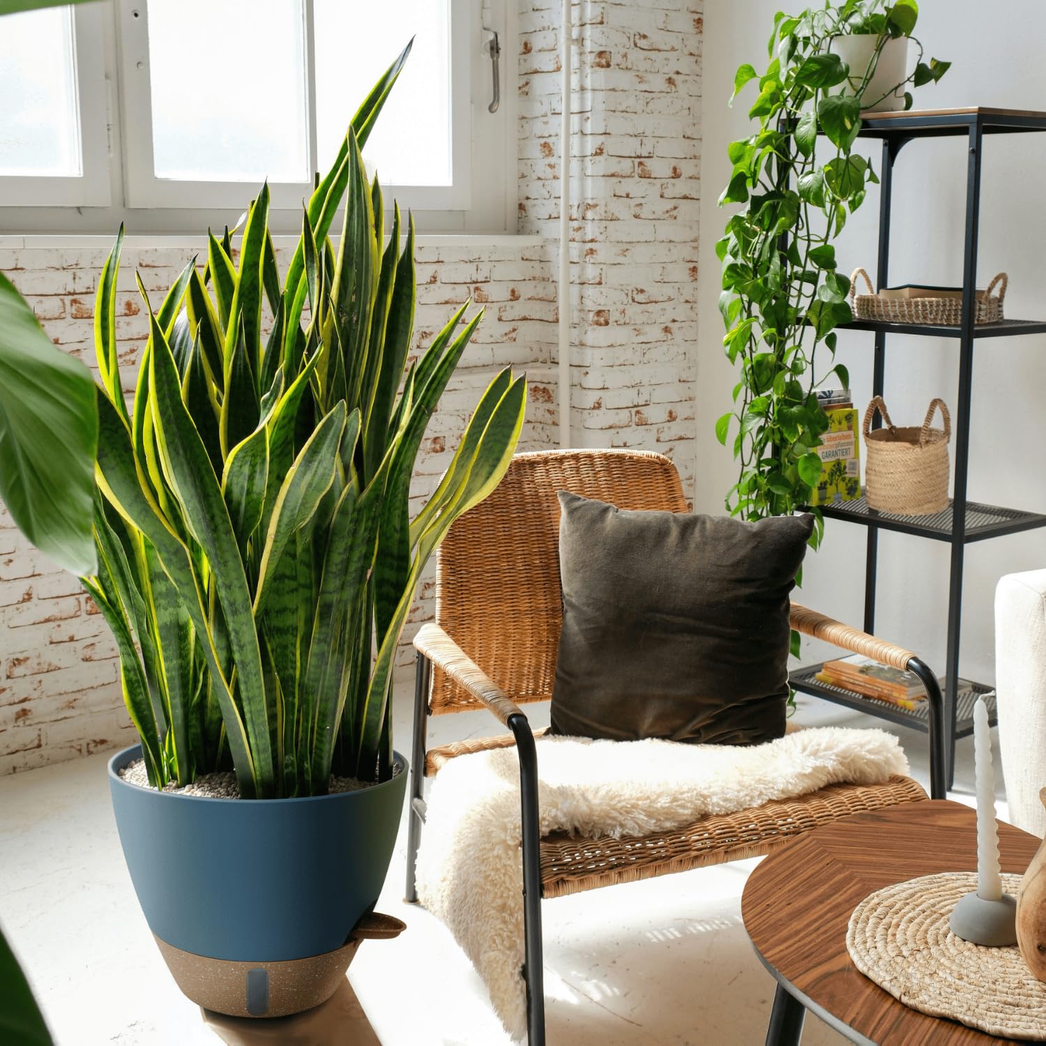 Montresor self-watering pots with various indoor plants