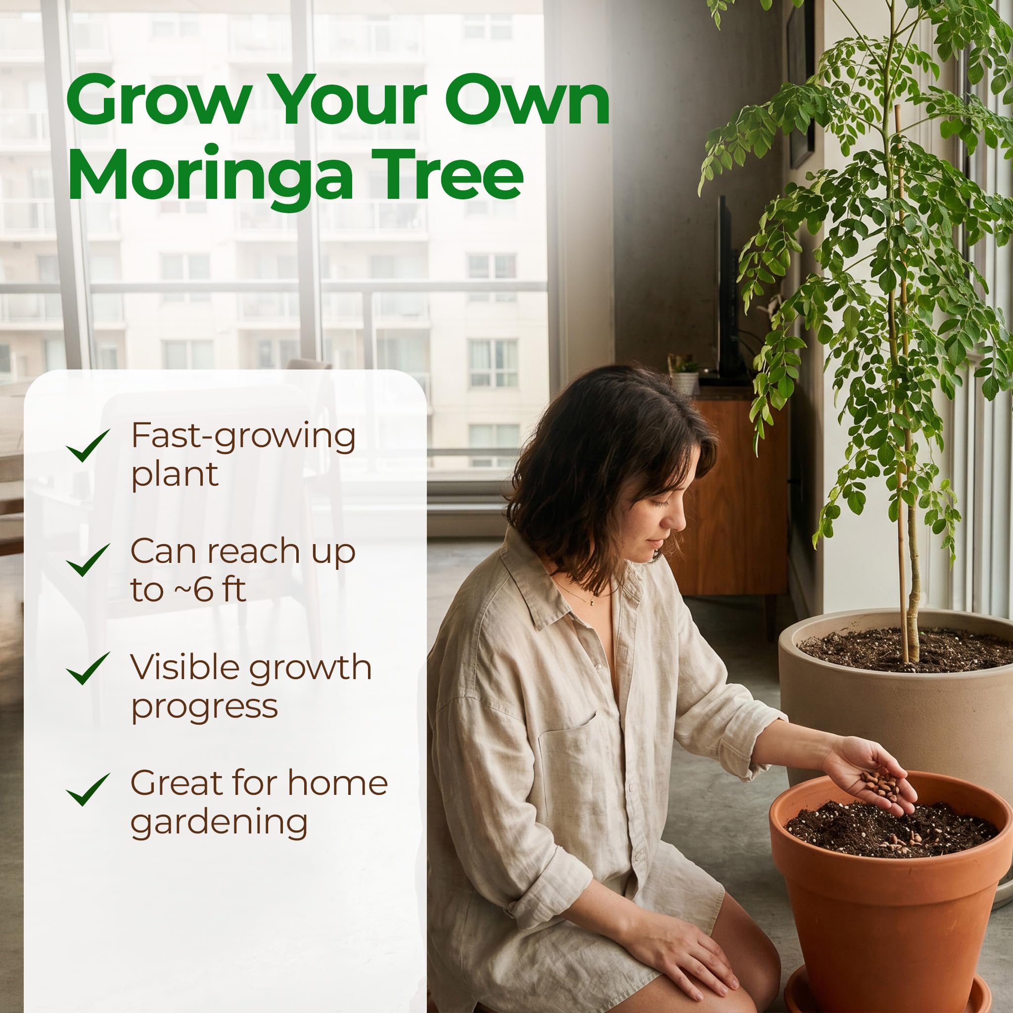 Moringa seeds layout showing quantity in pack