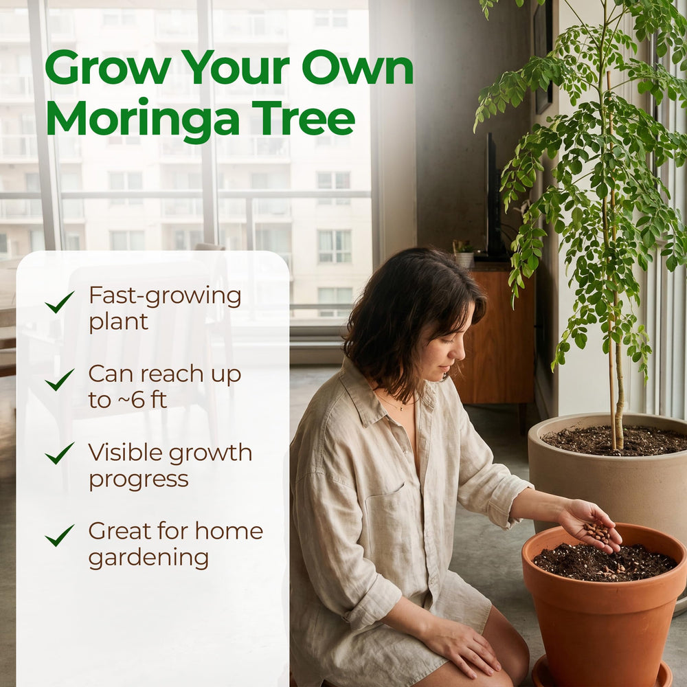Moringa seeds layout showing quantity in pack