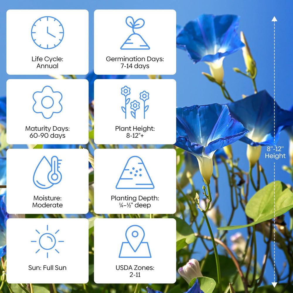 Morning Glory climbing on a trellis in a sunny garden