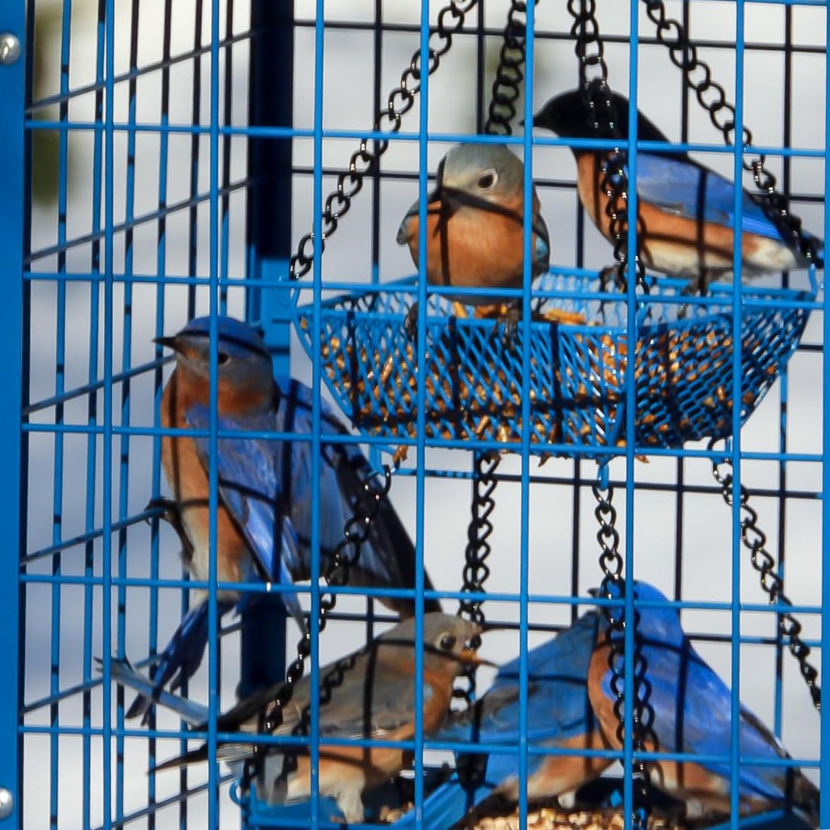 Mosloly Bluebird Feeder side view with seed cups