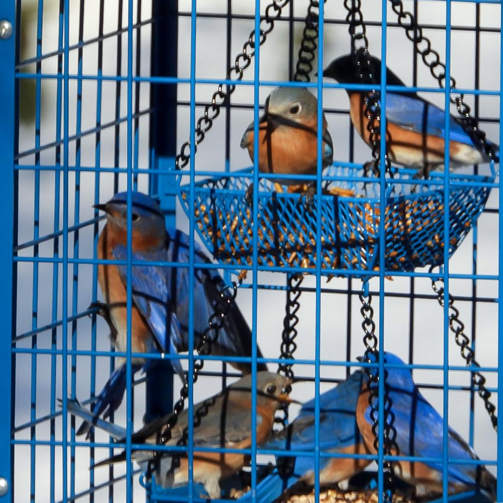 Mosloly Bluebird Feeder side view with seed cups
