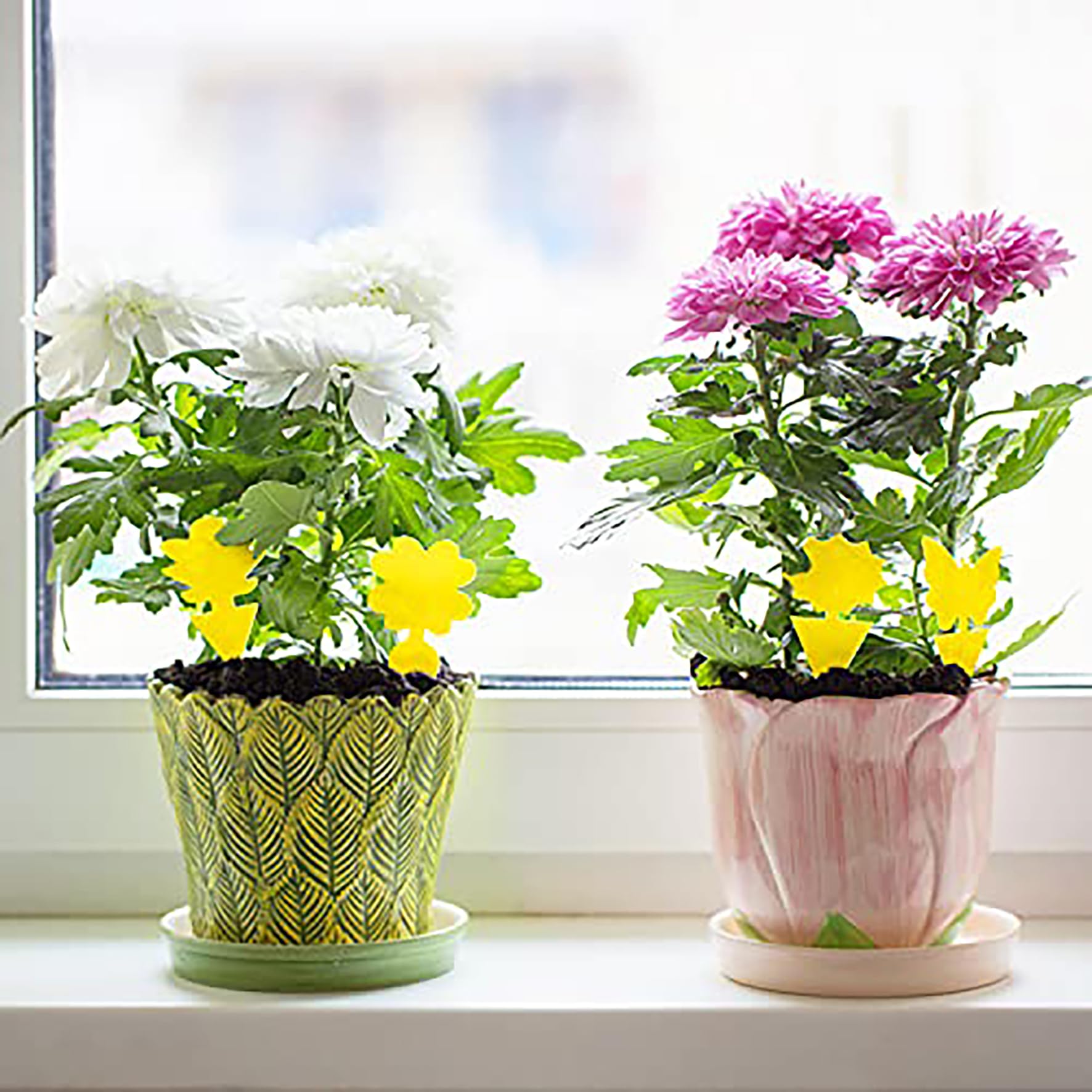 Mosqueda sticky traps in a potted plant