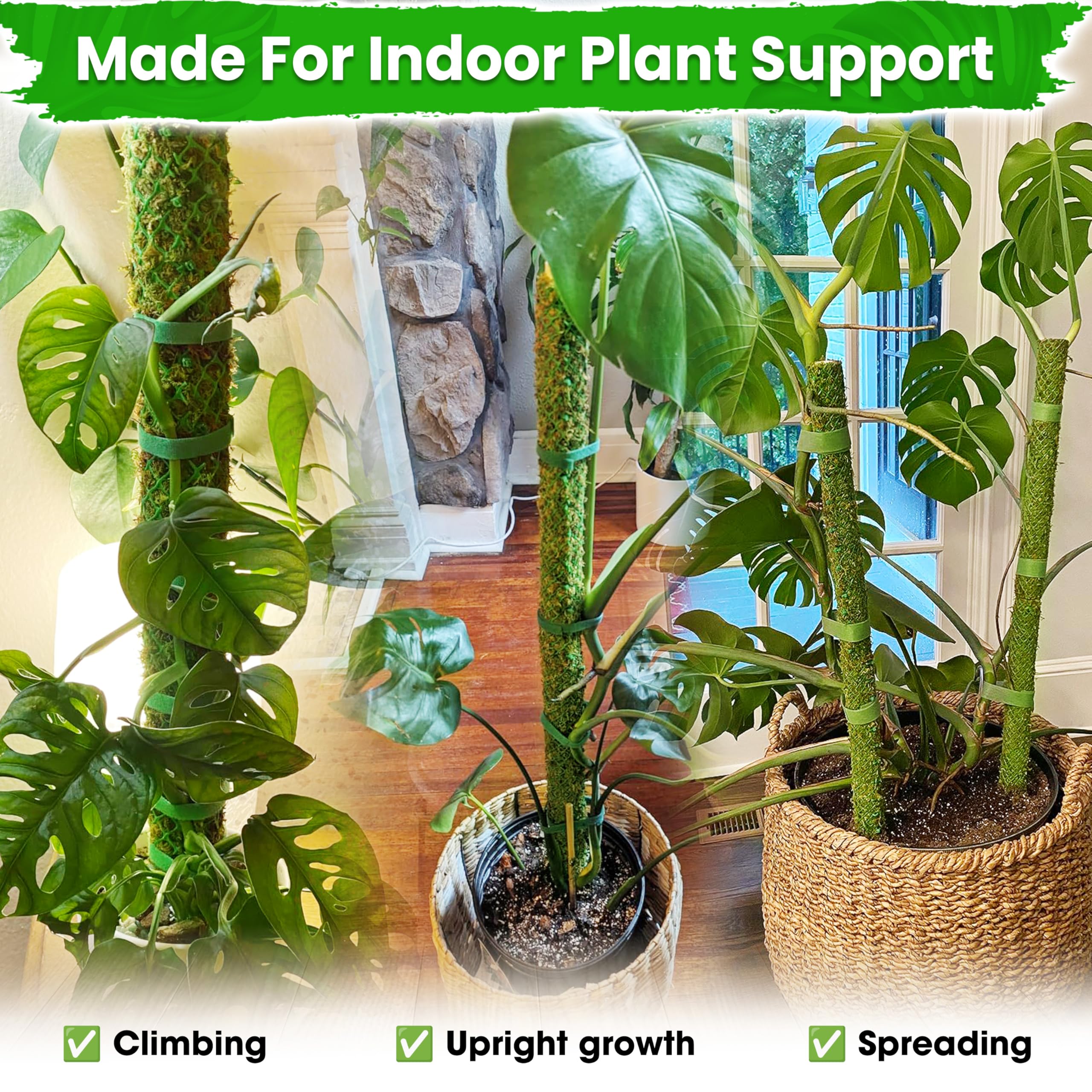 Moss Pole with Various Plant Types Like Monstera