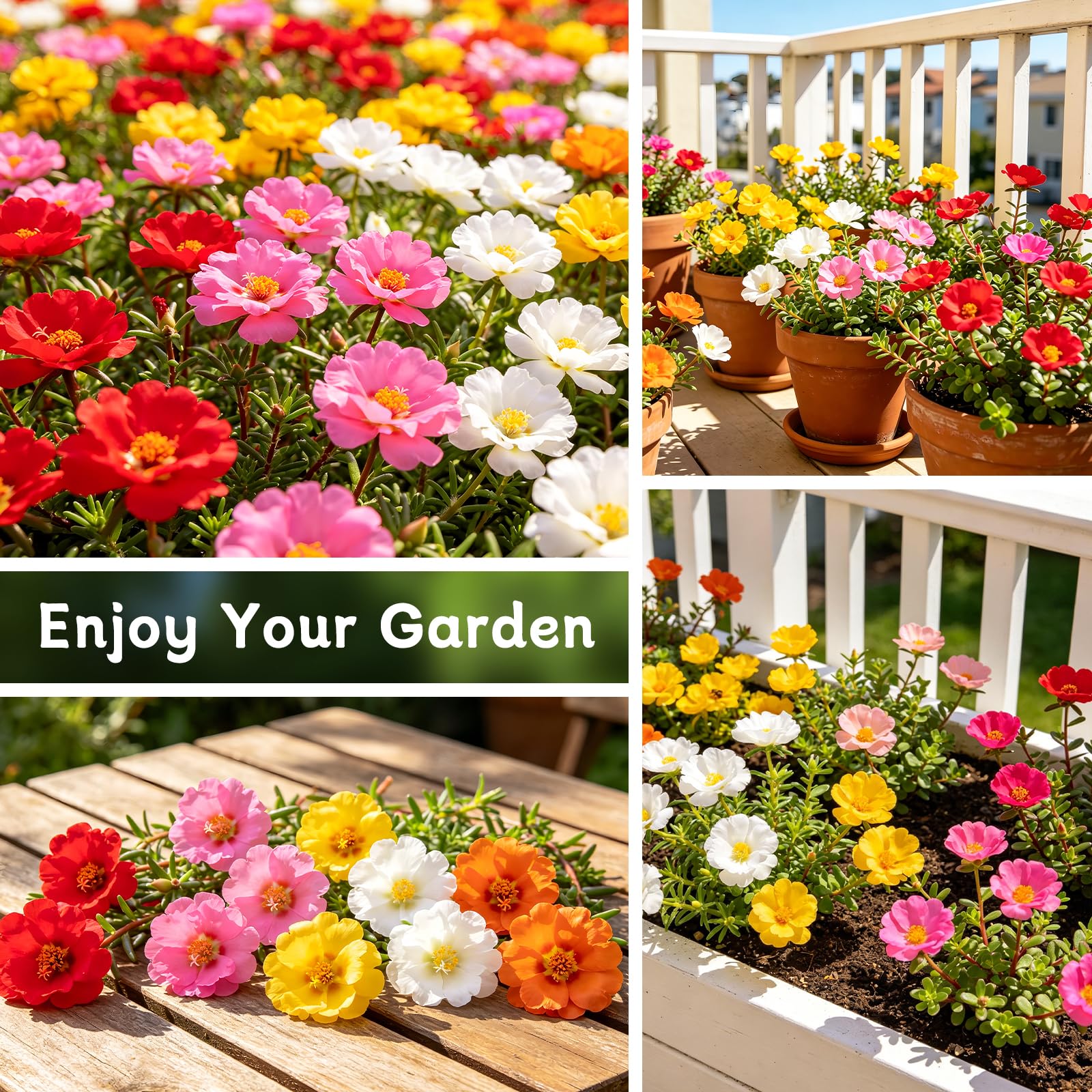 Moss Rose plants in full bloom attracting butterflies