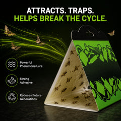 MothMag trap set up in kitchen cabinet