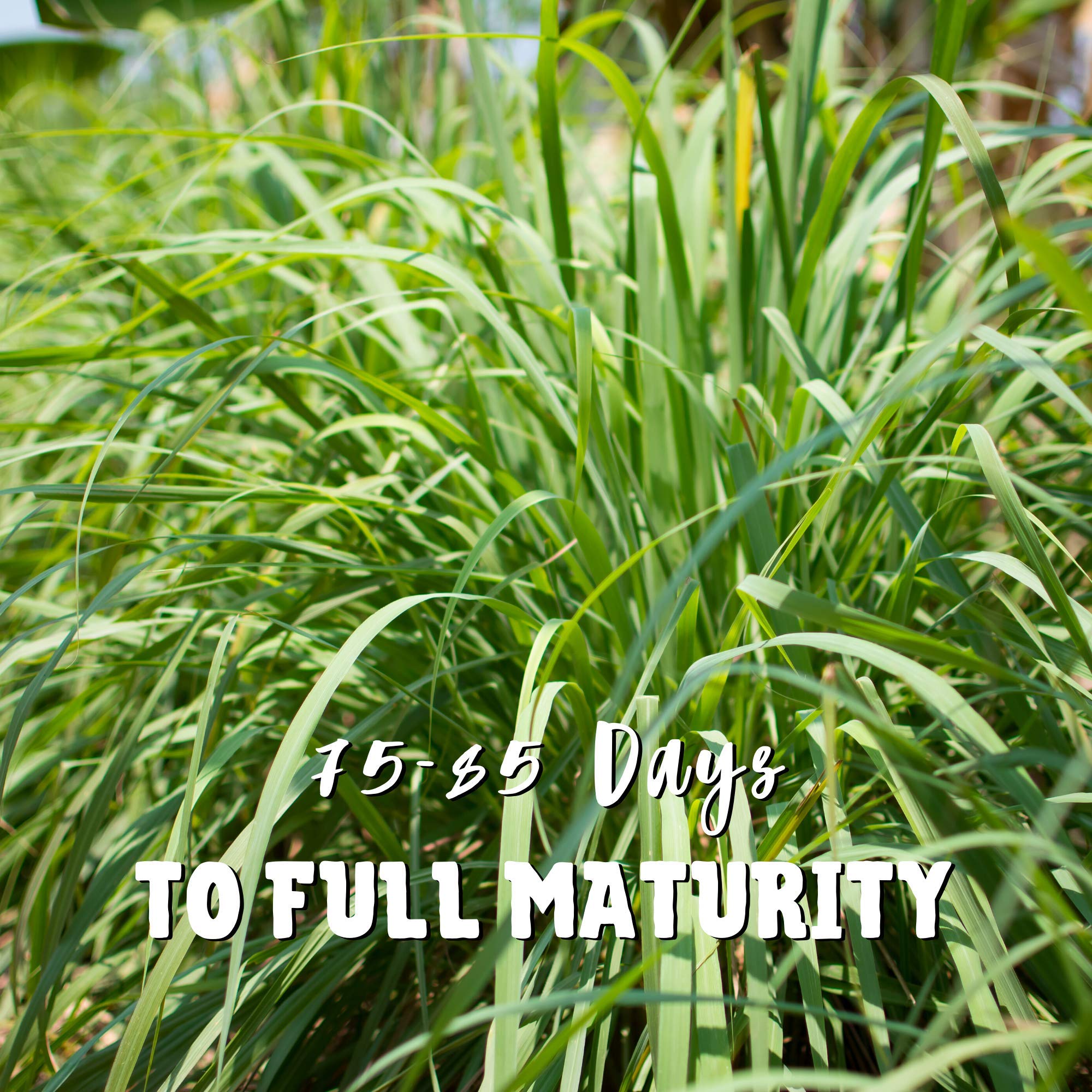 Mountain Valley Seed Co lemongrass plant growing outdoors
