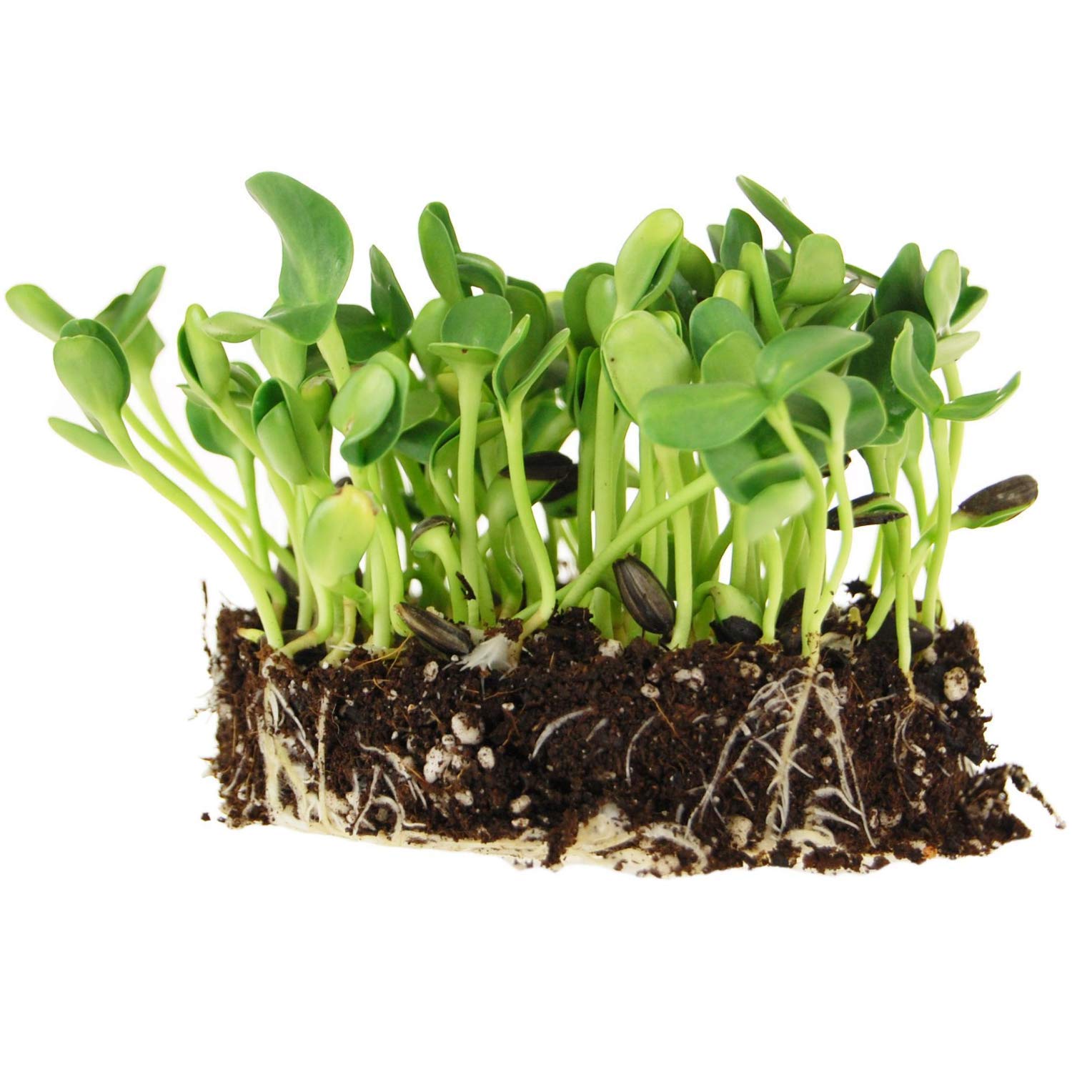 Mountain Valley Seed Co Whole Sunflower Sprouting Seed 5 lb bag front view