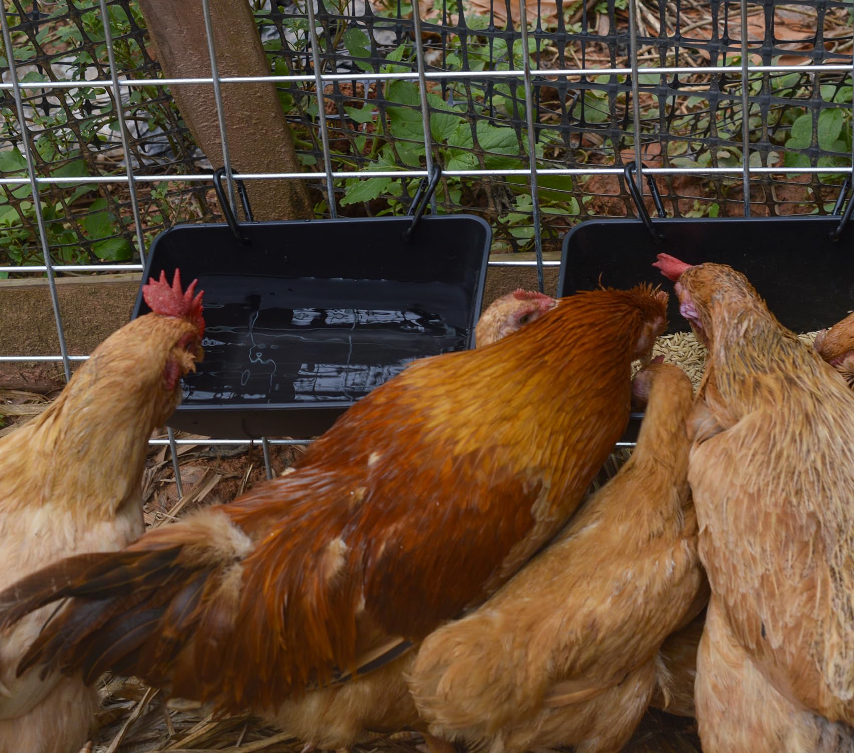 mozoba chicken trough showing clips and screws