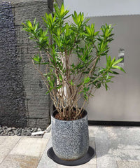 MSKIAUO plant saucer held in hand, showing size