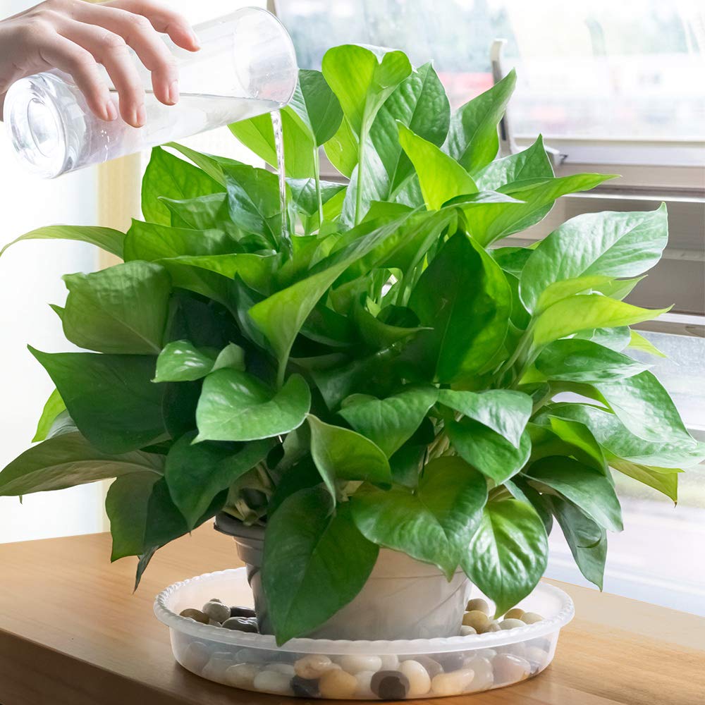 MUDEELA Clear Plastic Saucer with water