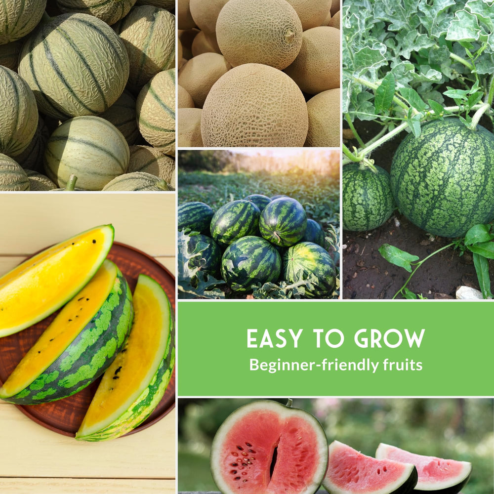 Multicolor packet of heirloom melon seeds