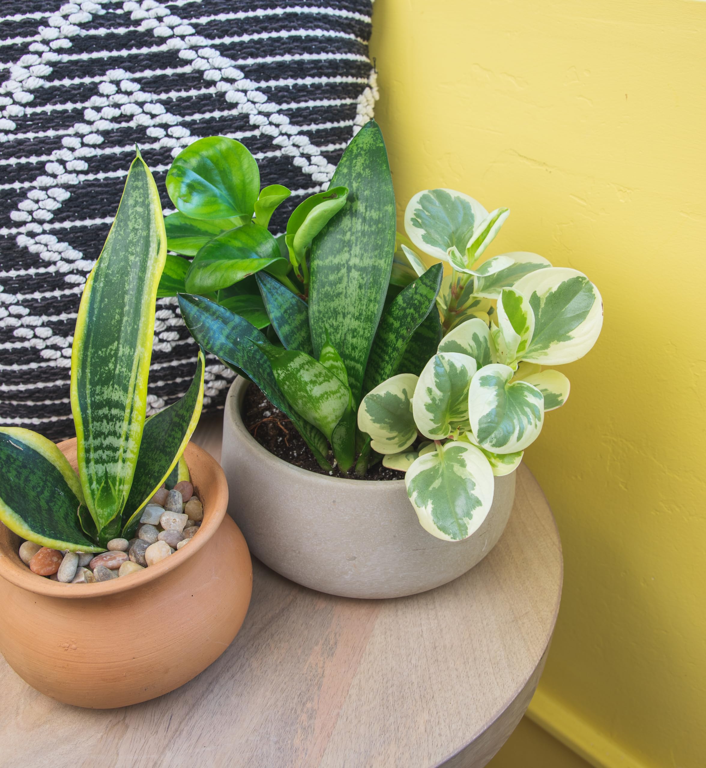 Multicolored houseplants in 4 inch pots for indoor use