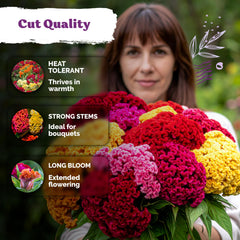 Multicolour Cockscomb blooms in a bouquet