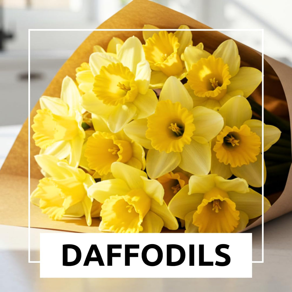 Multicolour daffodil blooms in a garden setting