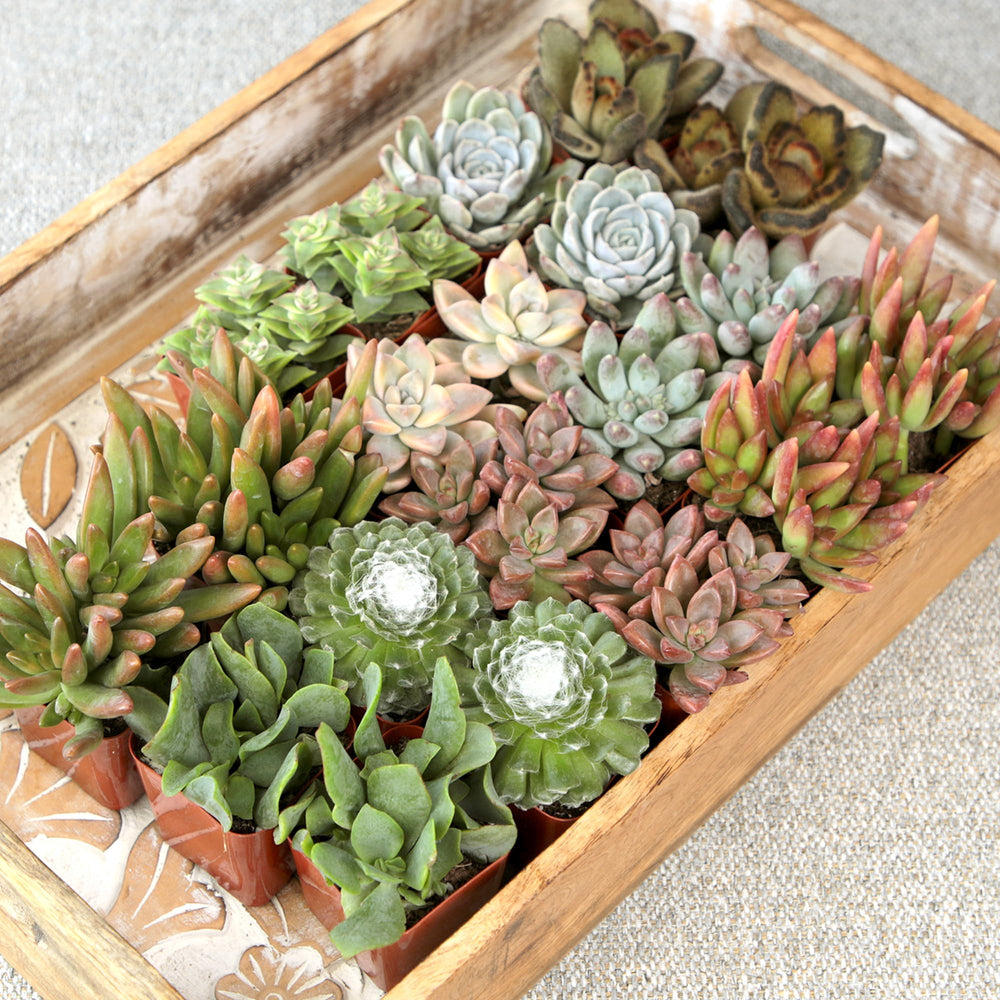 Multicoloured succulents arranged in a decorative pot