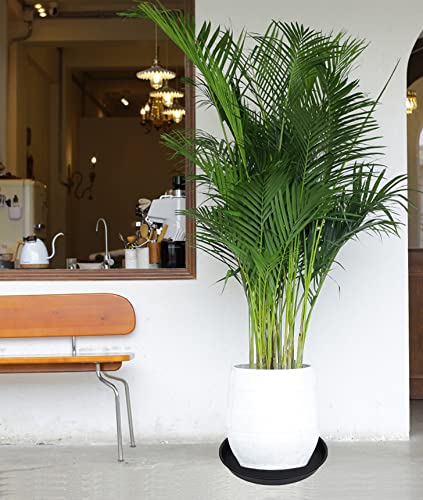 Multiple Bleuhome plant saucers stacked together