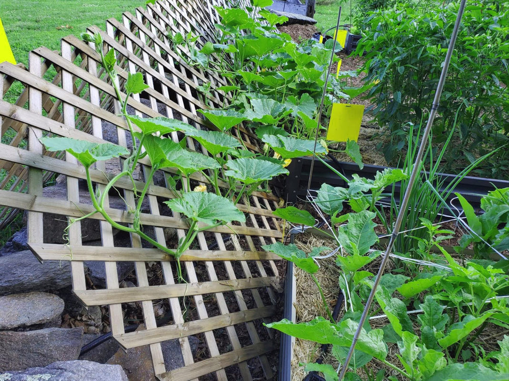 Multiple Faicuk sticky fly traps set up around plants