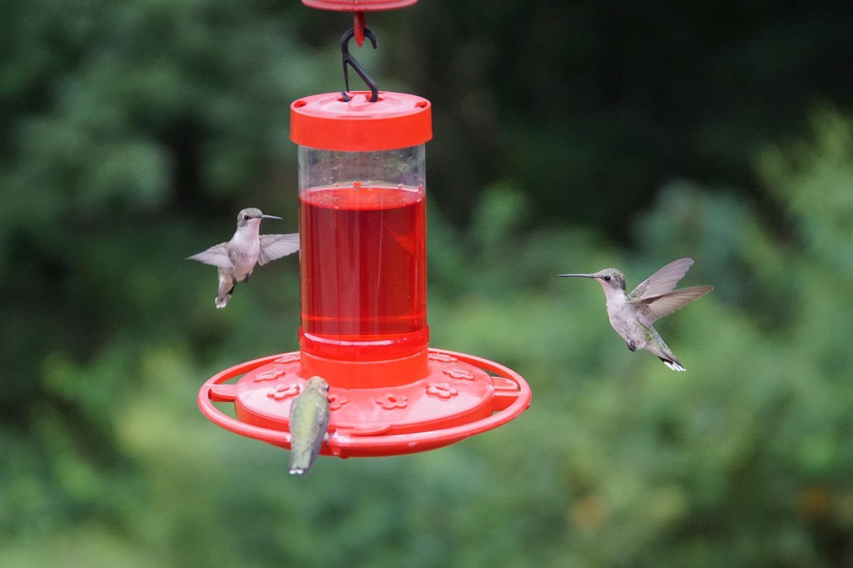 Multiple feeding ports of the Rocky Mountain Goods Hummingbird Feeder