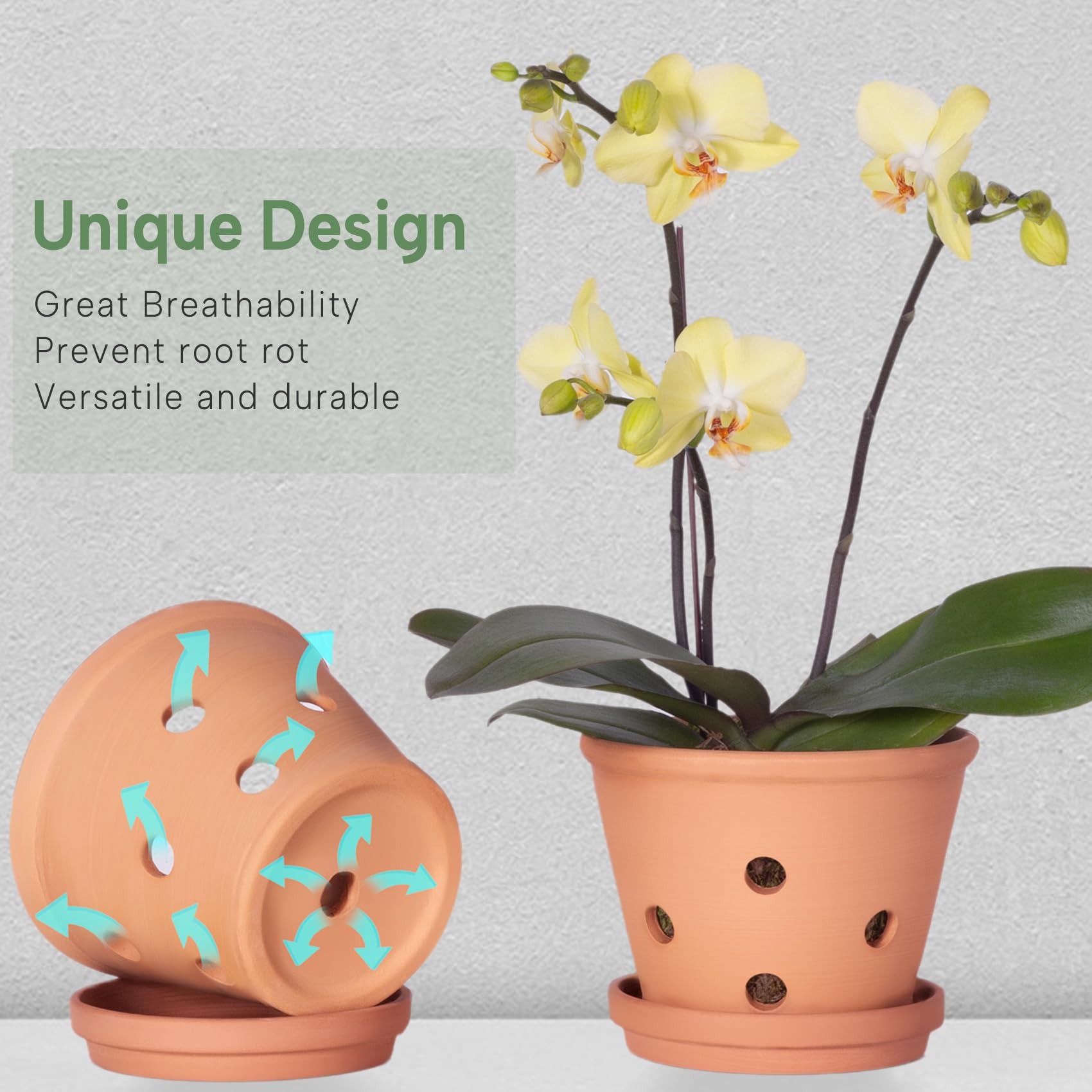Multiple Orceler terracotta orchid pots with different plants