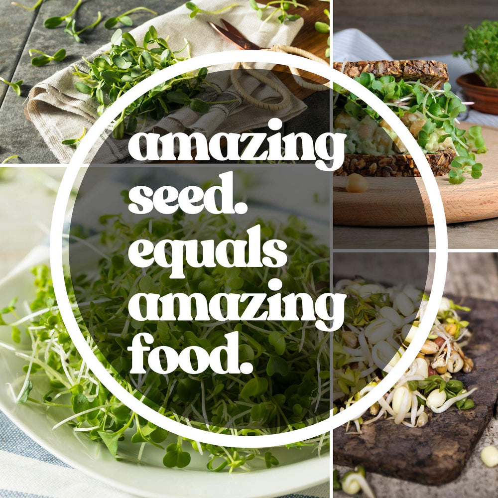 Multiple uses for sunflower seeds including microgreens and chicken feed