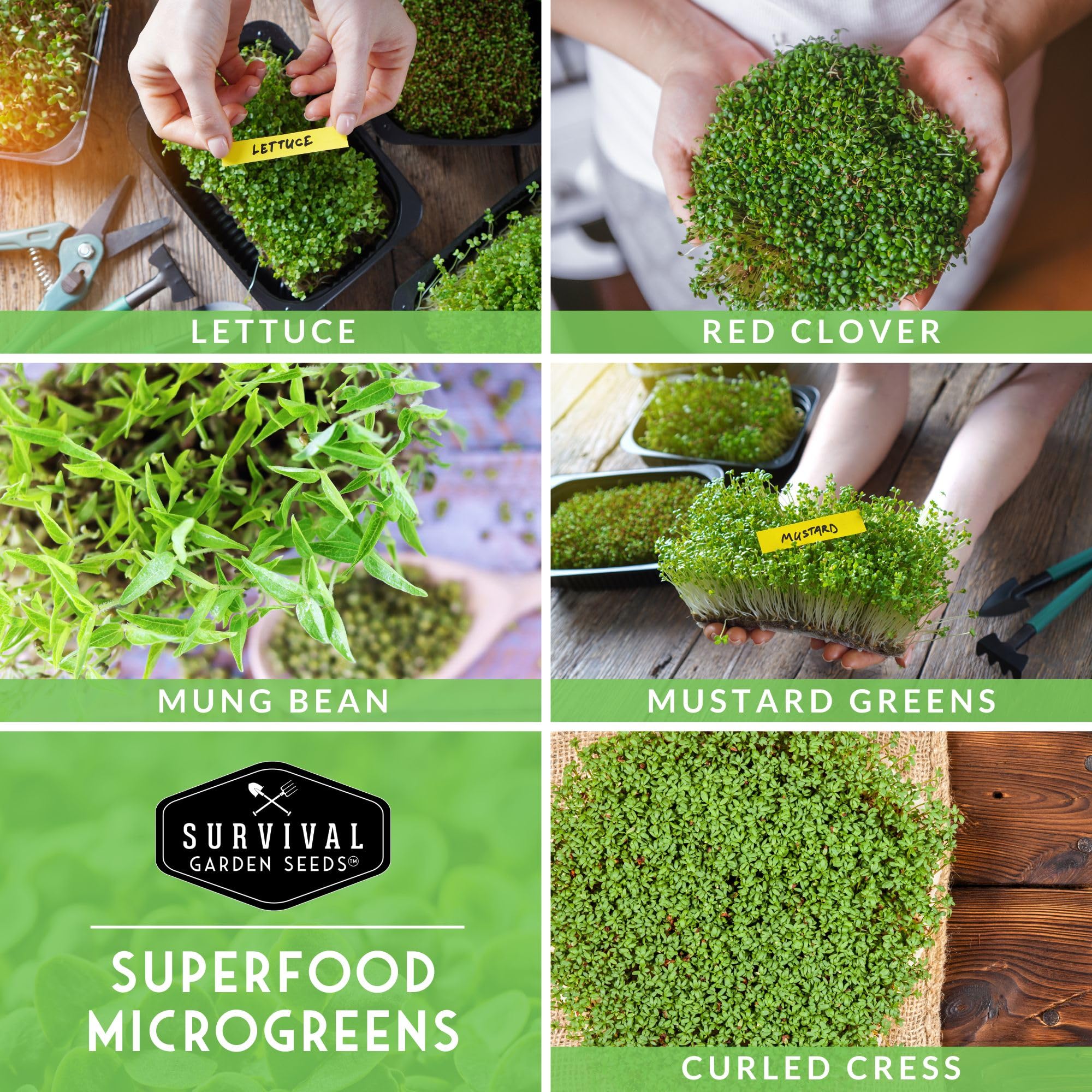 Mung Bean microgreens sprouting indoors