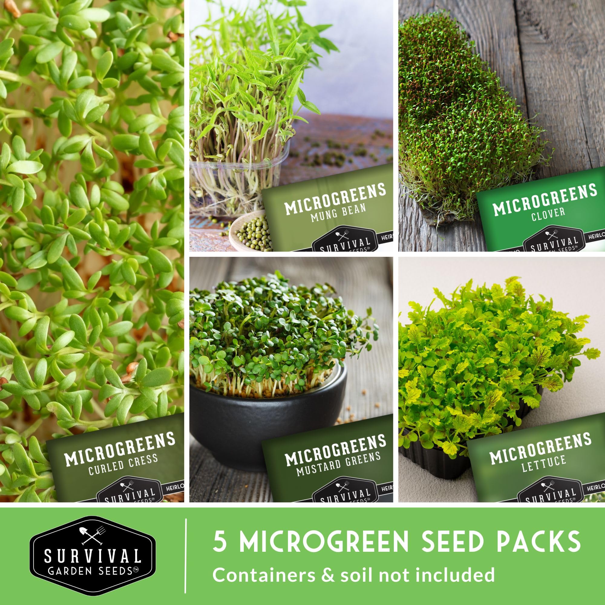 Mustard microgreens growing in a tray