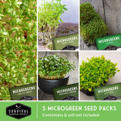 Mustard microgreens growing in a tray