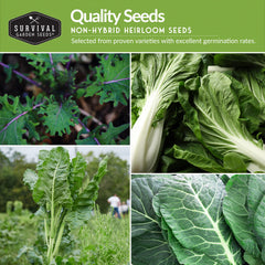 Mustard seeds from the 10 Power Greens Seed Variety Pack