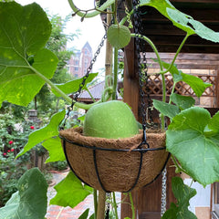 Muwamdf 14-inch coco liner in a hanging basket