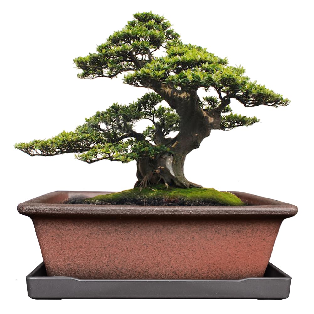 MUZHI 8.5 inch decorative ceramic bonsai planter pot with saucer